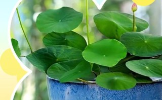 哪些植物适合无根水培？