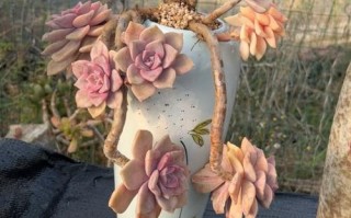 多肉老桩盆栽怎么养才好看？