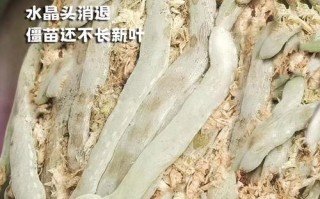 土培花卉如何轻松转水培？