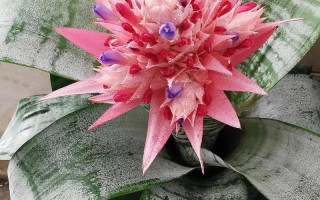 美叶光萼荷能水培吗？