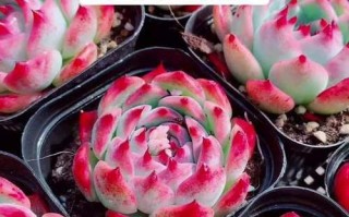 多肉水蜜桃能开花吗？