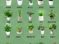 盆栽草种类及图片大全