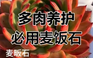 多肉配麦饭石，到底有啥用？