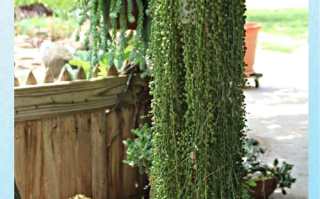 珍珠吊兰多肉怎么养才爆盆？