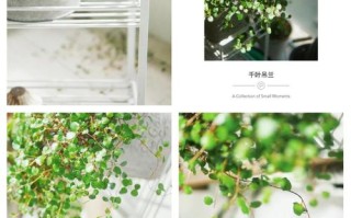 千叶吊兰盆栽美吗？养护有啥技巧？