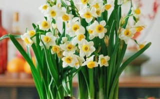 冬天水培水仙花会冻死吗？