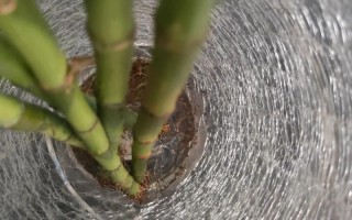 水竹叶子发干是缺水还是养护错了？