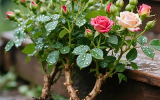 盆栽小玫瑰冬季怎么养才好？