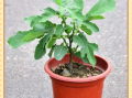 盆栽无花果夏季怎么管？