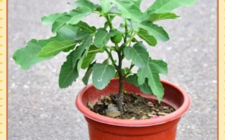 盆栽无花果夏季怎么管？