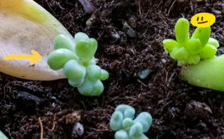 佛手多肉怎么扦插繁殖？