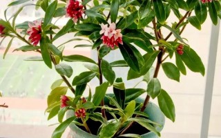 家养好看盆栽花图片大全