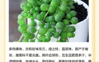 多肉佛珠施肥最佳时间是什么时候？