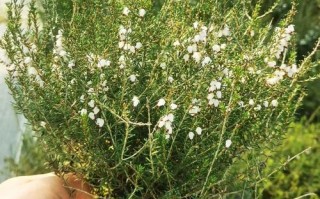 欧石楠盆栽使用什么土