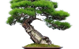 哪些松树品种适合盆栽？