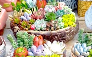 什么多肉适合拼盘？