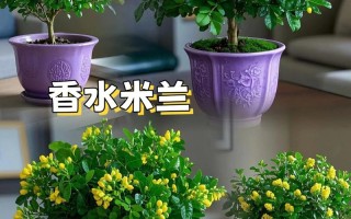 米兰盆栽施什么肥最合适？