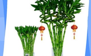 家里盆栽如何养得好？