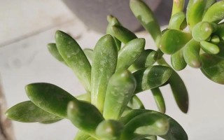 香香春萌多肉怎么种植