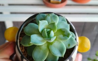 多肉冬天多久浇一次水？