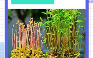 水培种子发芽需注意哪些关键步骤？