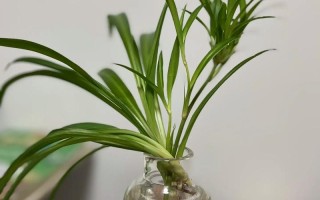 水培吊兰能直接转土培吗？