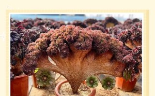 法师多肉叶子繁殖怎么操作？