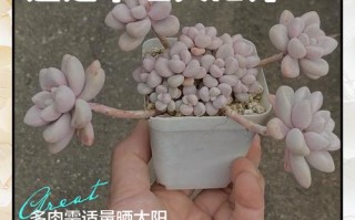 多肉上盆几天能晒太阳？