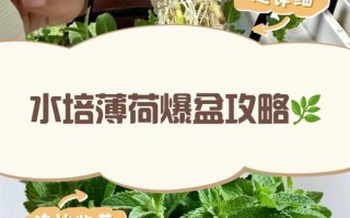 水培薄荷多久能爆盆？
