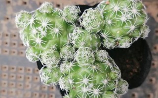 白鸟种植要点有哪些？