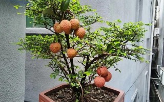 盆栽果树能直接地栽吗？