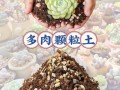 有机营养土适合种多肉吗？