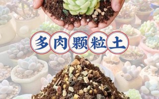 有机营养土适合种多肉吗？