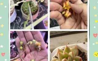 多肉植物授粉视频，如何正确操作？