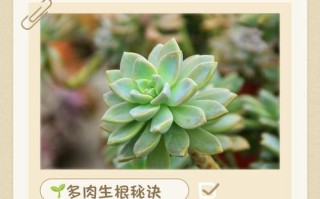 多肉发芽后如何养护才不徒长？