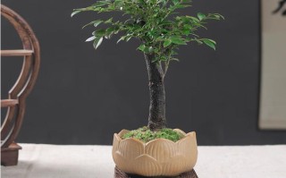 小叶紫檀叶子黑点咋回事？