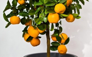 家里养盆栽桔子树好不好？