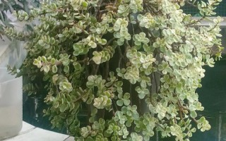 多肉雅乐之舞为何不长新叶？