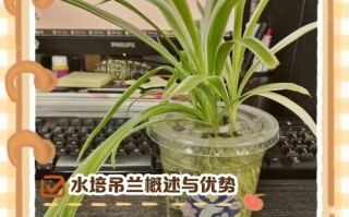 水培吊兰转土培多久能服盆？