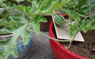 西瓜籽能种出盆栽西瓜吗？