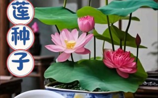 碗莲土培水培哪种更合适？