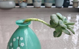 多肉玫瑰冬季淋雨会怎样？