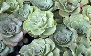 山地玫瑰有哪些常见种类？