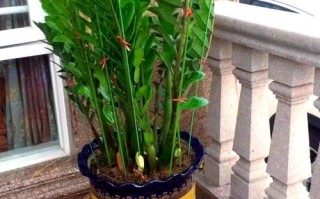 太阳下养盆栽，怎么让它更欢喜？