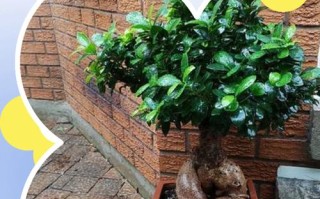 榕树盆栽怎么养才好？