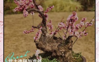 梅花盆栽怎么养？视频教你方法！