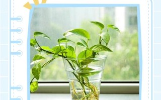 绿萝叶子怎么修剪才好看？