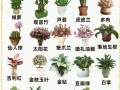 小型盆栽花卉名字有哪些？