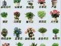 绿植盆栽名称大全有哪些常见品种？