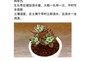 多肉种下几天才浇水？